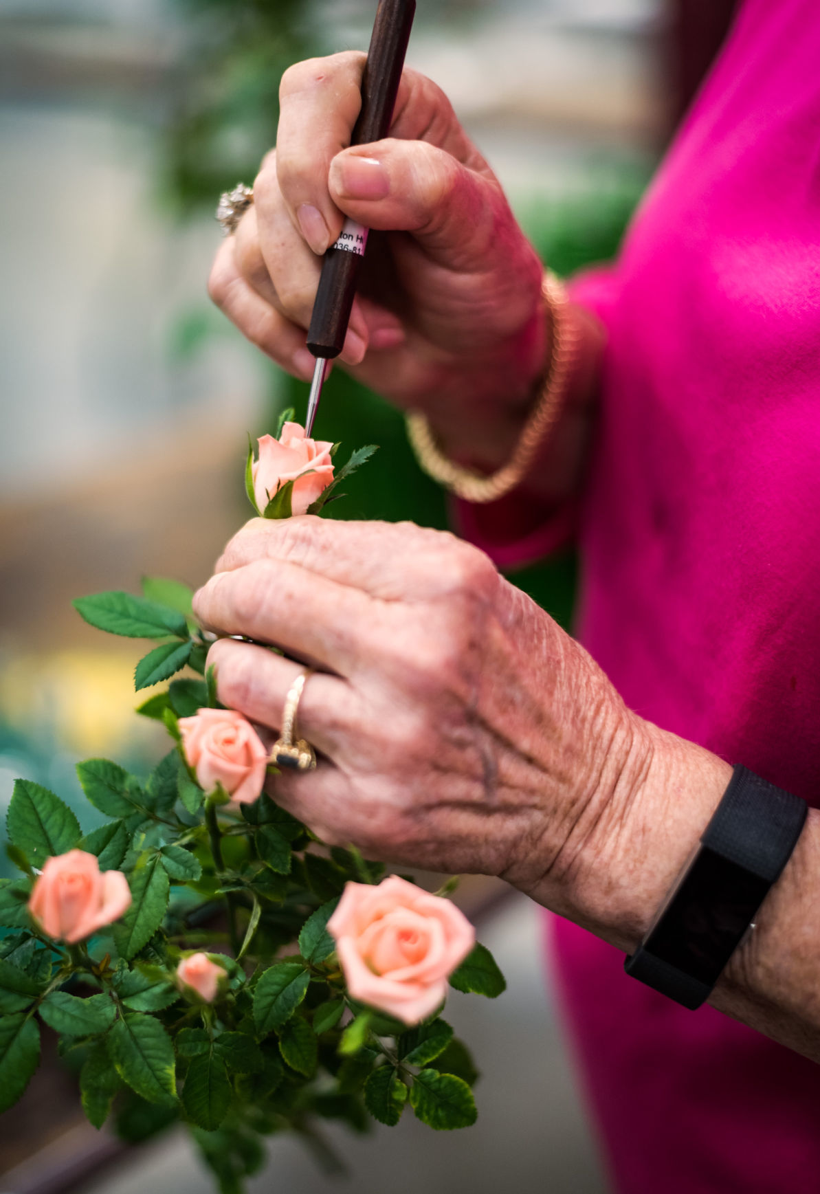 Rose Show